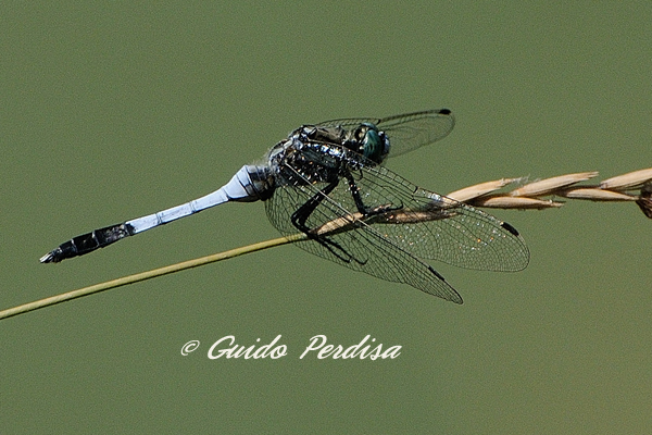 Aiuto ID Orthetrum albistylum maschio ? - S